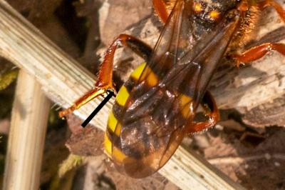 <i>Nomada lathburiana</i>