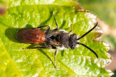 <i>Nomada fabriciana</i>