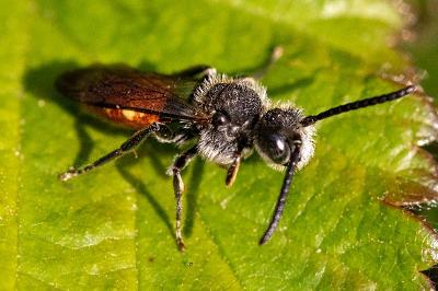 <i>Nomada fabriciana</i>