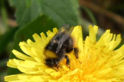 <i>Bombus sp (pascuorum/humilis/muscorum)</i>