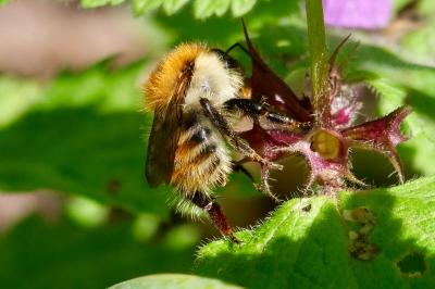 <i>Bombus pascuorum</i>