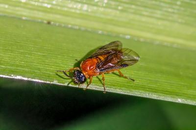 <i>Sterictiphora angelicae</i>