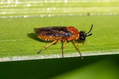 <i>Sterictiphora angelicae</i>