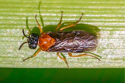 <i>Sterictiphora angelicae</i>