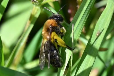 <i>Andrena</i>