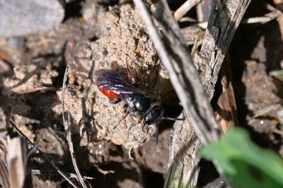 <i>Sphecodes</i>