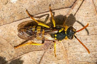 <i>Nomada succincta</i>
