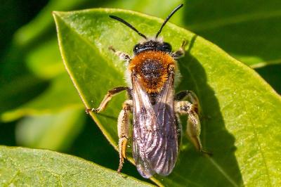 <i>Andrena haemorrhoa</i>