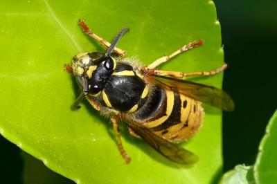 <i>Vespula vulgaris</i>