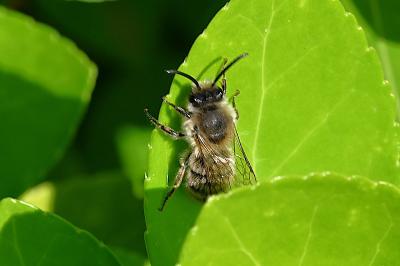 <i>Andrena</i>