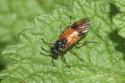 <i>Arge cyanocrocea</i>