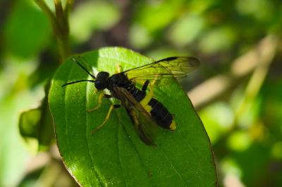 <i>Tenthredo temula</i>