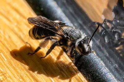<i>Andrena agilissima</i>