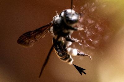 <i>Andrena agilissima</i>