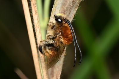 <i>Eucera longicornis</i>