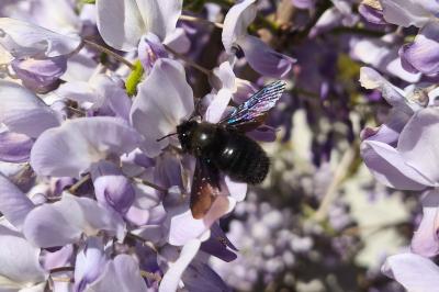 <i>Xylocopa violacea</i>