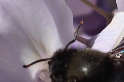 <i>Xylocopa violacea</i>