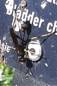 <i>Sceliphron caementarium</i>