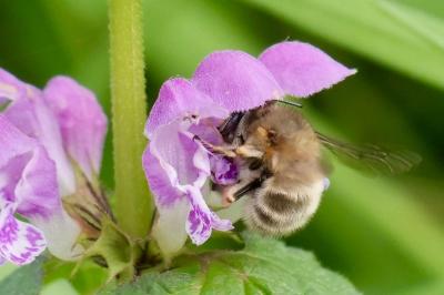<i>Anthophora plumipes</i>
