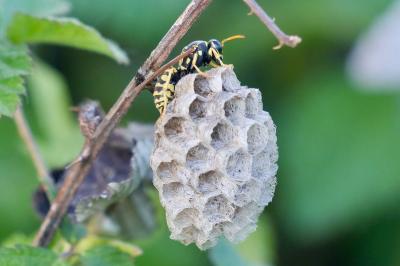 <i>Polistes dominula</i>
