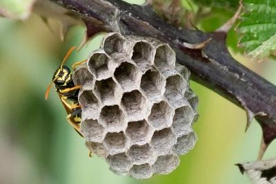 <i>Polistes dominula</i>