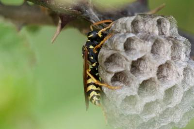 <i>Polistes dominula</i>