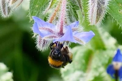 <i>Bombus terrestris</i>