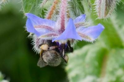 <i>Bombus terrestris</i>