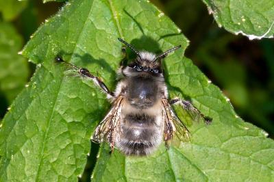 <i>Anthophora plumipes</i>