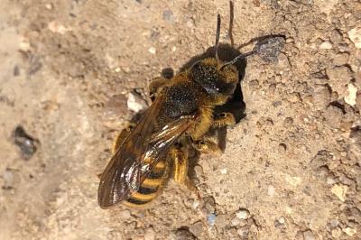 <i>Halictus</i>