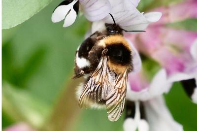 <i>Bombus hortorum</i>