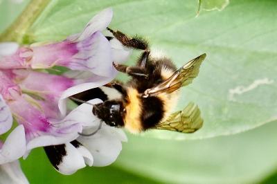 <i>Bombus hortorum</i>