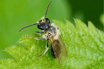 <i>Andrena</i>