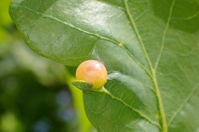 <i>Cynips divisa</i>