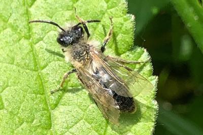 <i>Andrena</i>