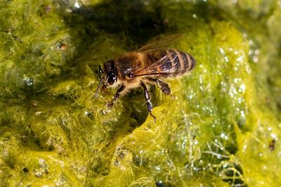 <i>Apis mellifera</i>