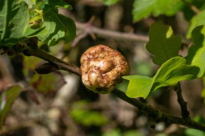 <i>Biorhiza pallida</i>