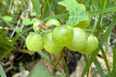 <i>Neuroterus quercusbaccarum</i>