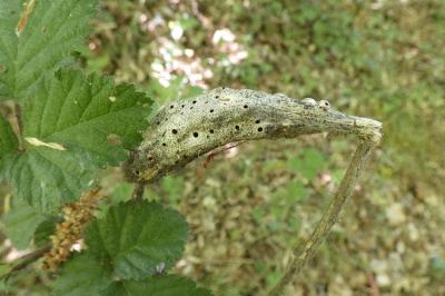 <i>Diastrophus rubi</i>