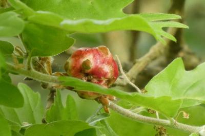 <i>Biorhiza pallida</i>