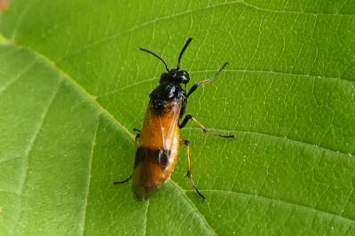 <i>Arge cyanocrocea</i>