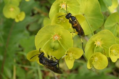 <i>Macrophya montana</i>