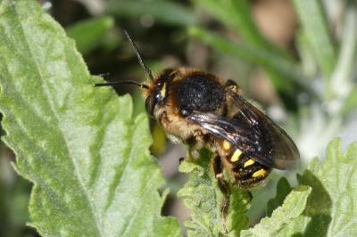 <i>Anthidium manicatum</i>