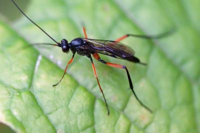 <i>Exetastes calobatus</i>