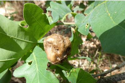 <i>Biorhiza pallida</i>