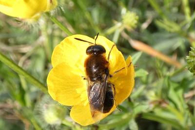 <i>Andrena</i>