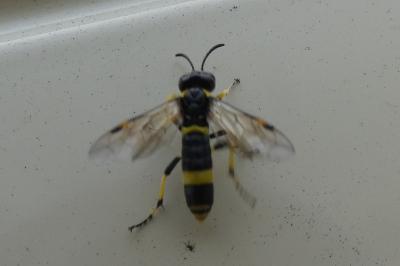 <i>Zonuledo distinguenda</i>