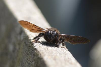 Xylocopa violacea