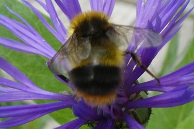 <i>Bombus sp (pascuorum/humilis/muscorum)</i>