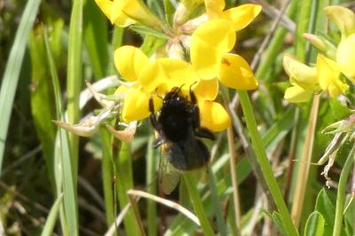 <i>Bombus lapidarius</i>